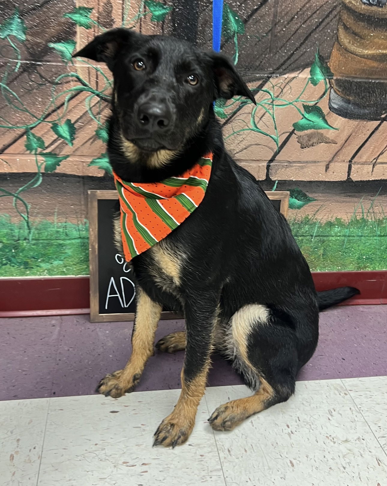 adoptable Dog in Euless, TX named Kennedy