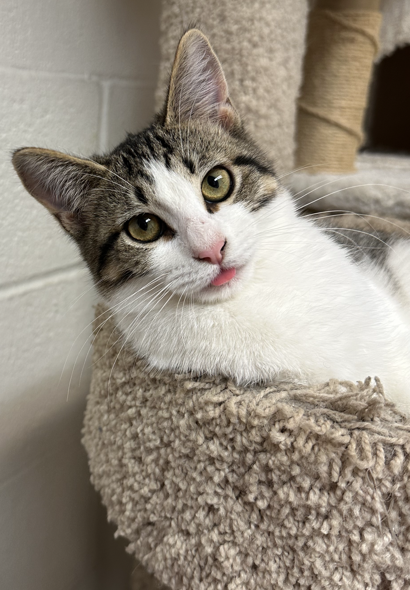 adoptable Cat in Euless, TX named 2-tone