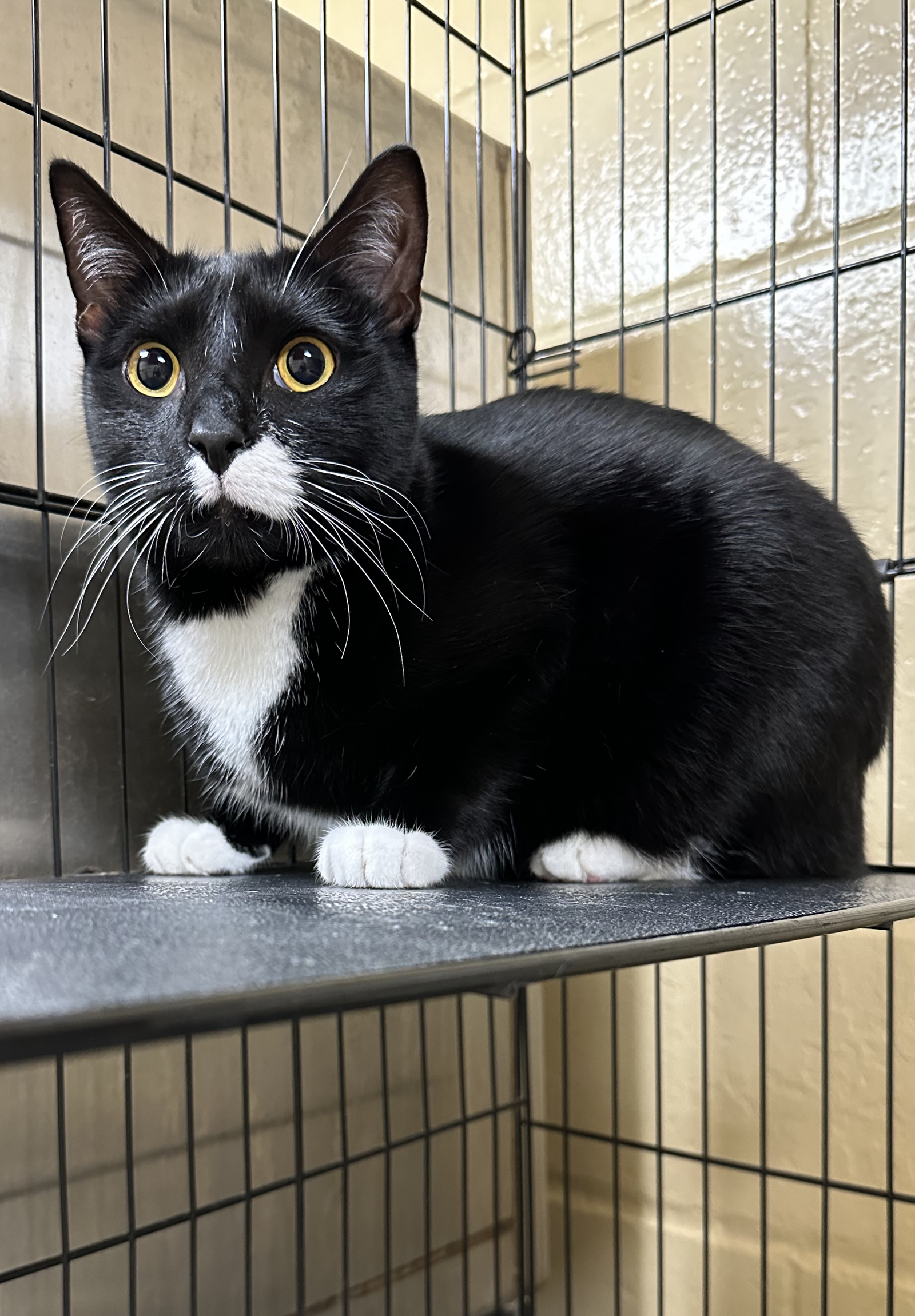 adoptable Cat in Euless, TX named Buddy