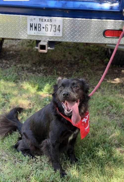 picture of the dog needing adoption