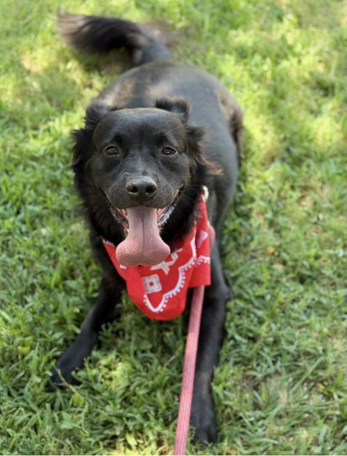FLO - Retriever / Chow Chow available for adoption