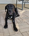 Sadie - Photo 2