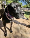 Sadie - Photo 3
