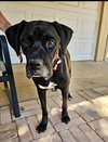Sadie - Photo 4