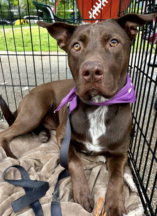 picture of the dog needing adoption