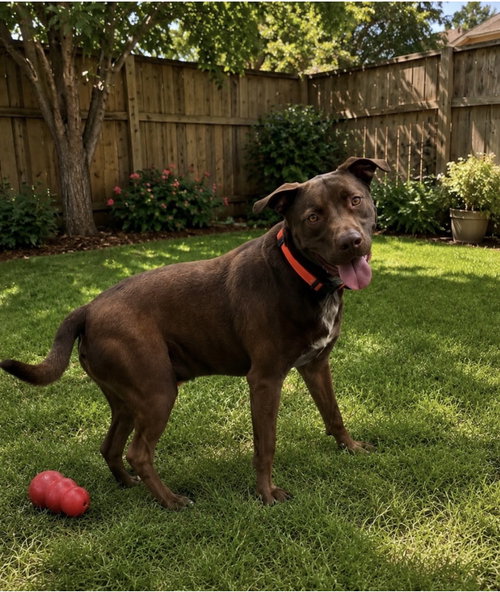 Choco, an adoptable Labrador Retriever in Euless, TX