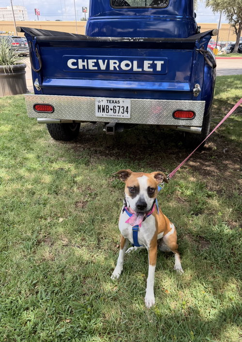 PRADA - Boxer available for adoption