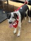 adoptable Dog in  named Maverick