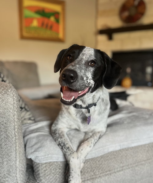 picture of the dog needing adoption