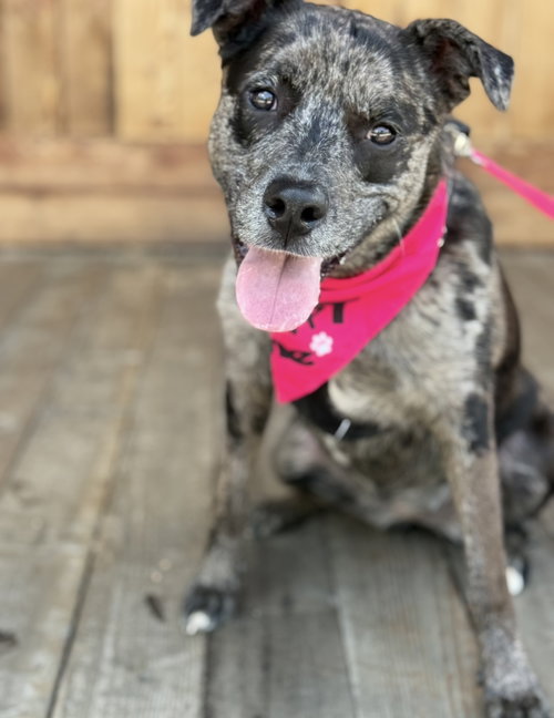 picture of the dog needing adoption