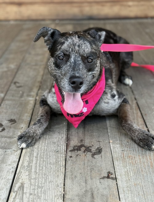 picture of the dog needing adoption
