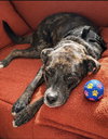 Stella - Photo 3