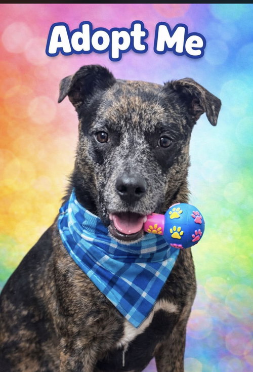STELLA - Catahoula Leopard Dog / Cattle Dog available for adoption
