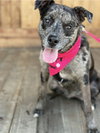 Stella - Photo 3