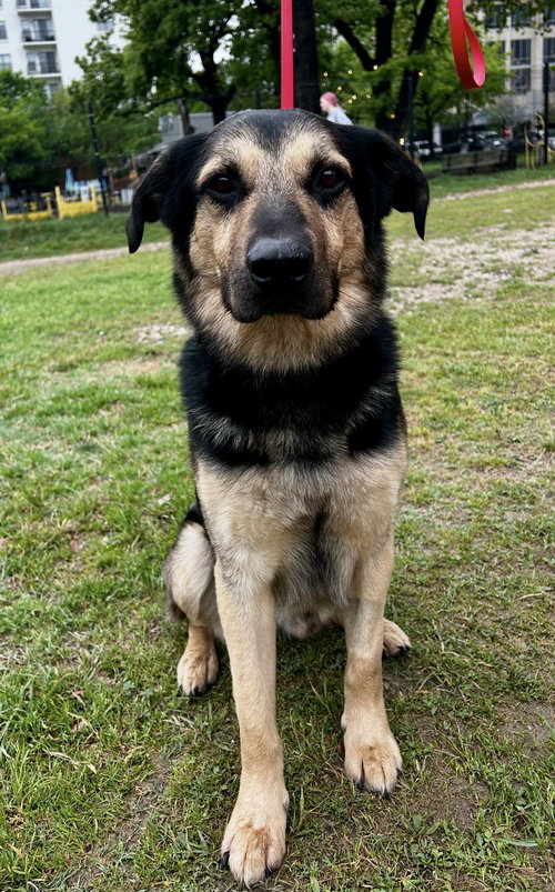 picture of the dog needing adoption