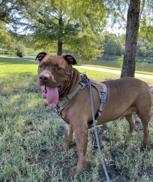picture of the dog needing adoption