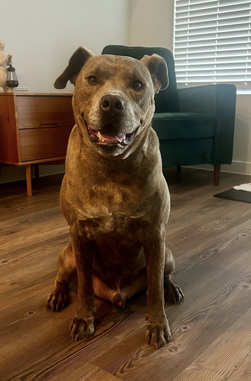 picture of the dog needing adoption