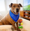 Duke - Photo 4