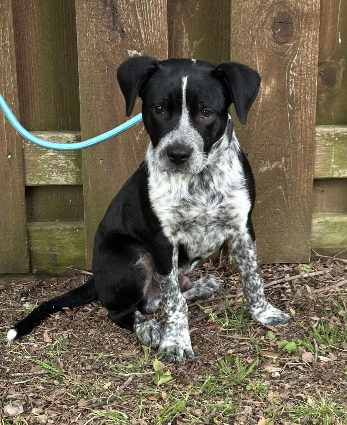 adoptable Dog in Euless, TX named Toby