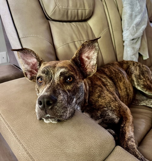 EVIE - Terrier available for adoption