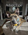 Evie - Photo 1
