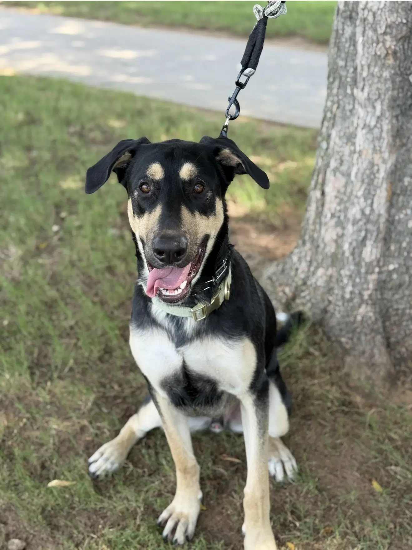 Ryker - German Shepherd Dog