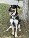 Ryker - Photo 2