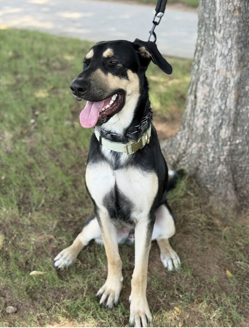 RYKER - German Shepherd Dog available for adoption