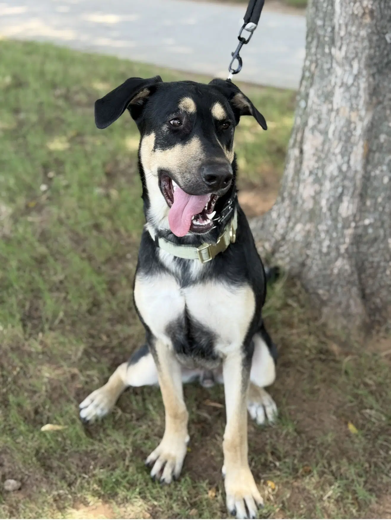 Ryker image 4