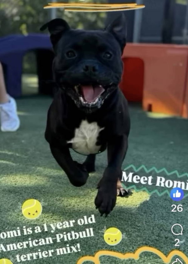 Romi