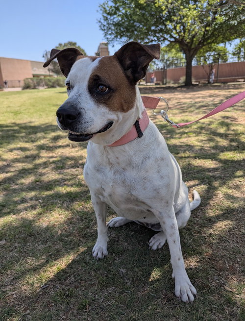 picture of the dog needing adoption