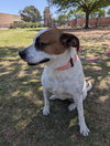 Moxie - Photo 2