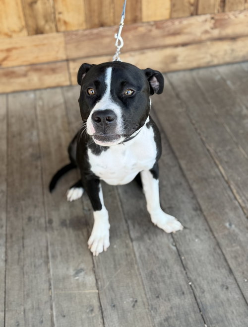 picture of the dog needing adoption