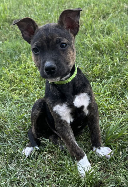 picture of the dog needing adoption
