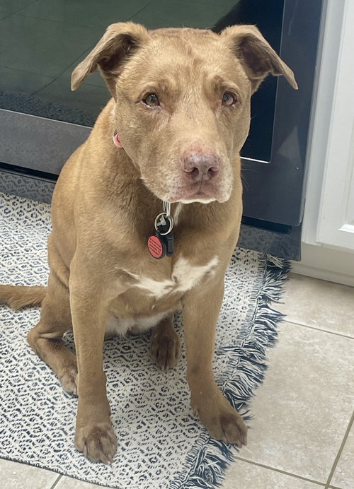 picture of the dog needing adoption