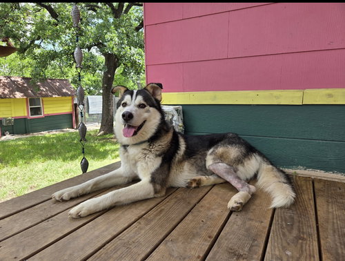OSO - Husky available for adoption