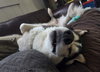 Oso - Photo 4