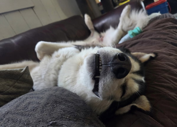 Oso