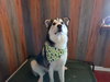 Oso - Photo 2
