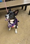 Tilly - Photo 2