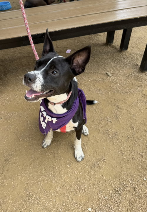 TILLY - Terrier available for adoption