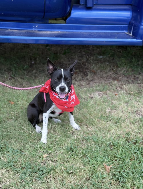 picture of the dog needing adoption