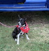 Tilly - Photo 3