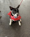 Tilly - Photo 4
