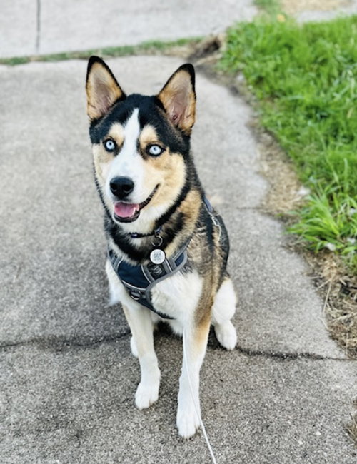 picture of the dog needing adoption