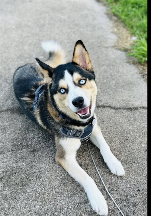 COURTESY: GASTON - Husky available for adoption