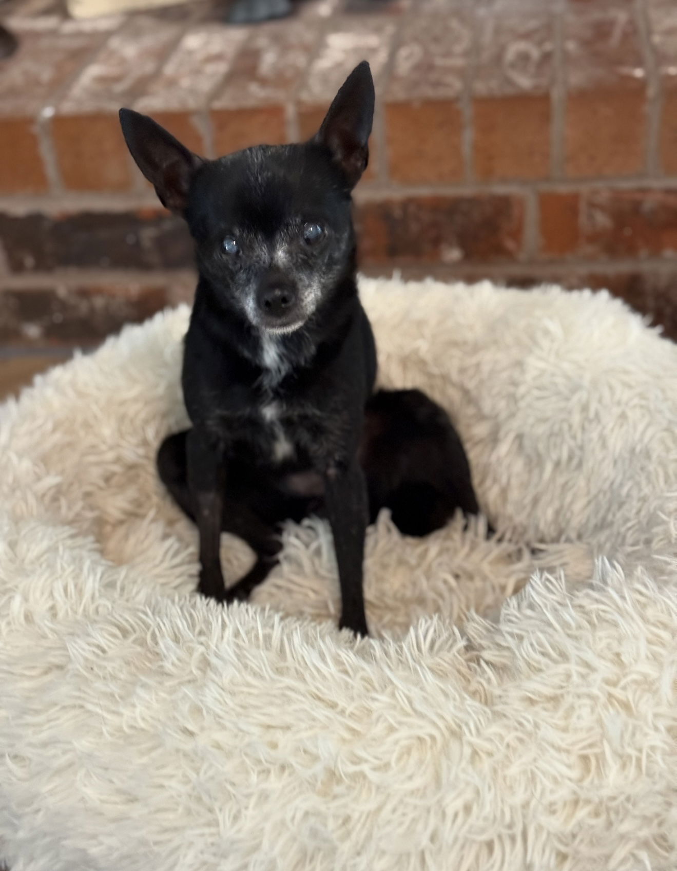 adoptable Dog in Euless, TX named Pepper