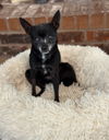 adoptable Dog in  named Pepper