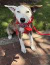 adoptable Dog in  named Tiger Lily