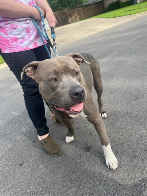 RHETT BUTLER - American Pit Bull Terrier available for adoption
